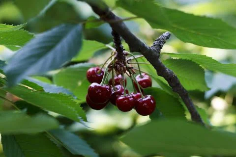 Sweet cherry on a branch Stock Photos