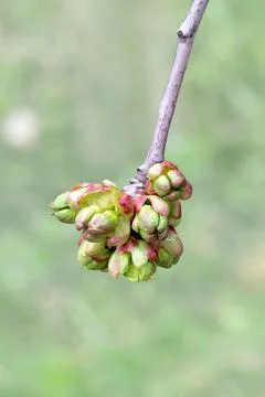 Sweet Cherry buds bloom. Spring time in the garden Stock Photos