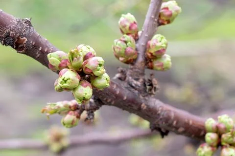 Sweet Cherry buds bloom. Spring time in the garden Stock Photos