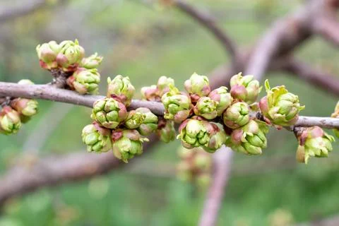 Sweet Cherry buds bloom. Spring time in the garden Stock Photos