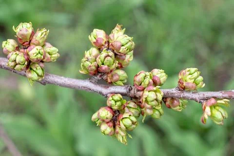 Sweet Cherry buds bloom. Spring time in the garden Foto stock