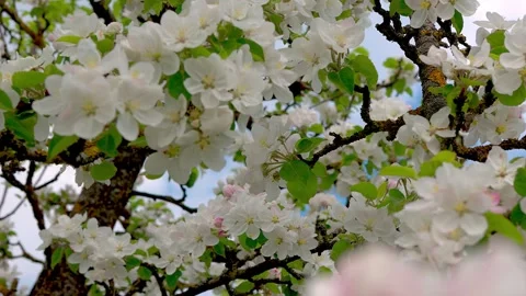 Sweet cherry, bumblebee, apple and pear flowers, blooming garden Stock Footage 274850663