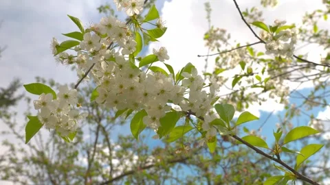 Sweet cherry, bumblebee, apple and pear flowers, blooming garden Stock Footage 274850669