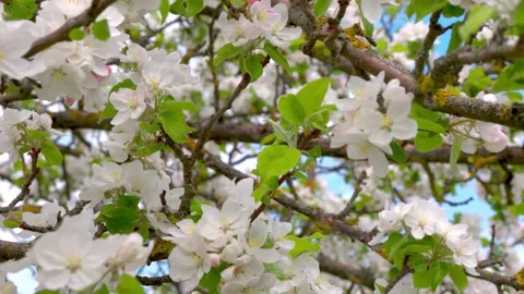 Sweet cherry, bumblebee, apple and pear flowers, blooming garden Stock Footage 274850682