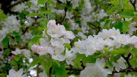 Sweet cherry, bumblebee, apple and pear flowers Stock Footage 274850707