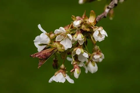 The sweet cherry is currently in bloom Stock Photos