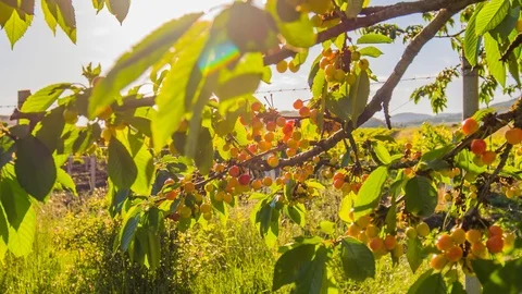 Sweet cherry Video stock 96214538