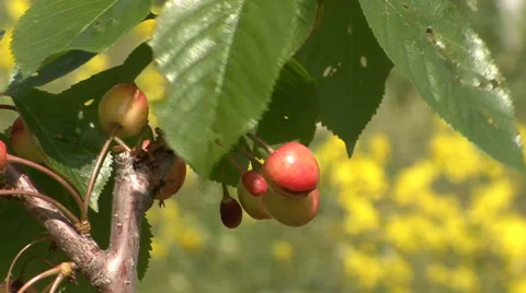 Sweet cherry fruit on a branch Stock Footage 39669752