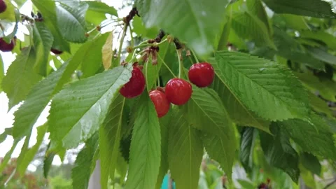 Sweet cherry fruit on a branch of a fruit tree Video stock 198551126