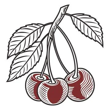 Sweet Cherry Fruit Pair Line Art Vector Stock Illustration
