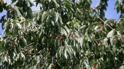 Sweet cherry fruit tree branch swing on the wind Stock Footage 10751404