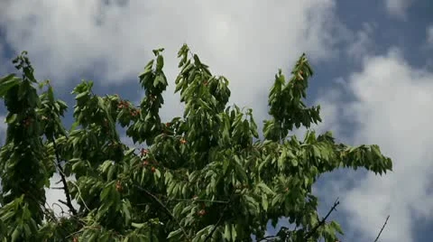 Sweet cherry fruit in the trees Stock Footage 10751378