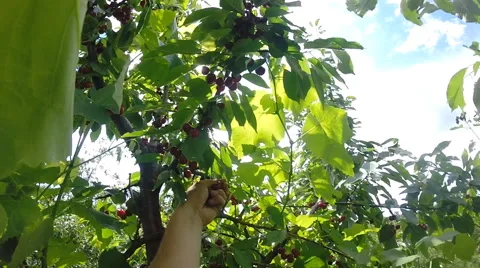 Sweet Cherry Gathering Procedure on Top of the Tree, Sun Rays, Slow Motion Vídeos de archivo 46307304