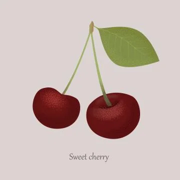 Sweet cherry with a leaf on a gray background. Stock Illustration