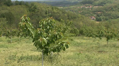Sweet cherry orchard on hillside Stock Footage 39669633