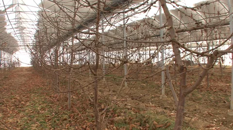 Sweet cherry orchard in hothouse Stock-Footage 36112602