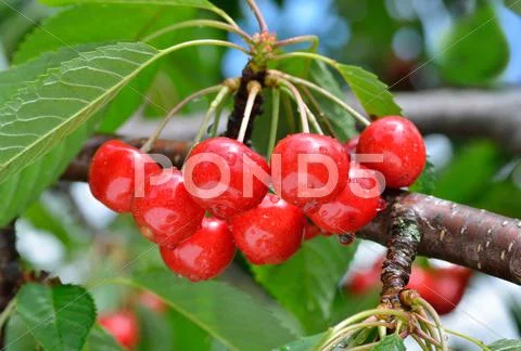 Sweet cherry Stock Photos
