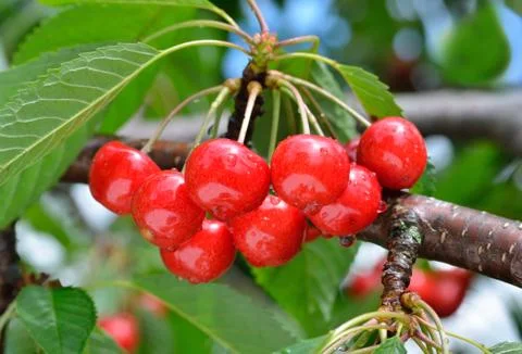 Sweet cherry Stock Photos