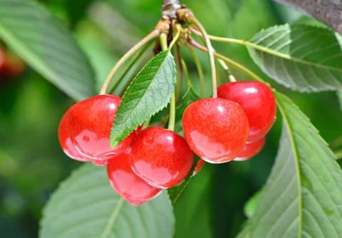 Sweet cherry Stock Photos