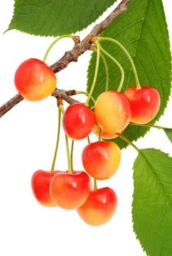 Sweet cherry Stock Photos
