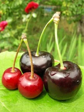 Sweet cherry Stock Photos
