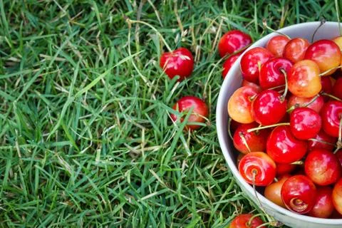 Sweet cherry 스톡 사진