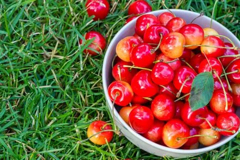 Sweet cherry Stock Photos