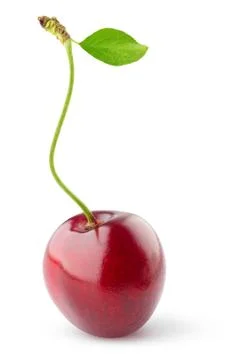 Sweet cherry Stock Photos