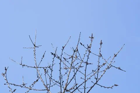 Sweet cherry Stock Photos