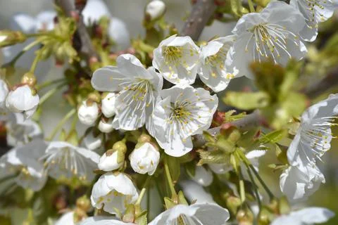 Sweet cherry Stock Photos