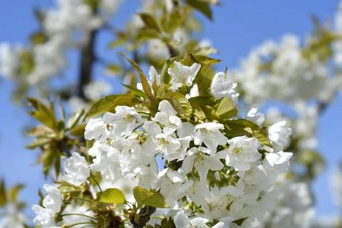 Sweet cherry Stock Photos