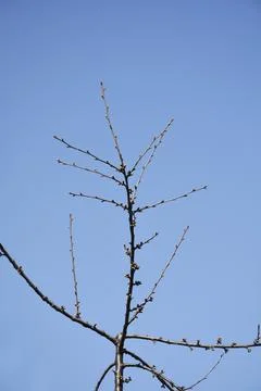 Sweet cherry Stock Photos