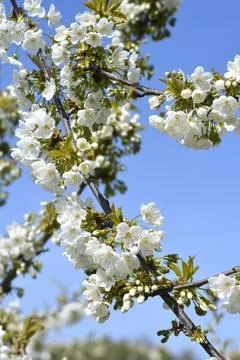 Sweet cherry Stock Photos