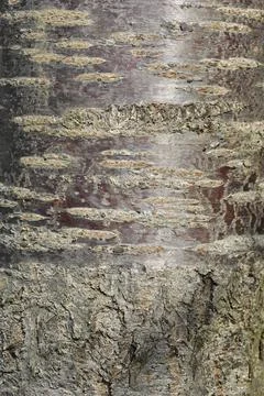 Sweet cherry Stock Photos