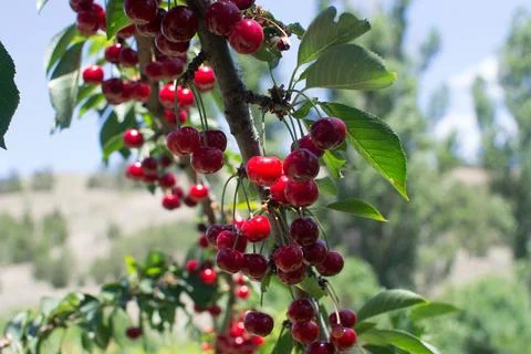 Sweet cherry Stock Photos
