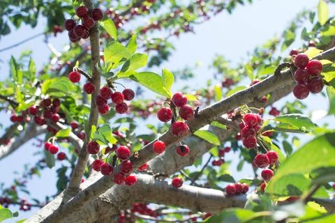 Sweet cherry Stock Photos