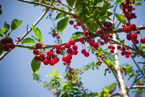 Sweet cherry Stock Photos