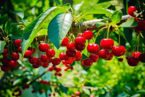 Sweet cherry Stock Photos