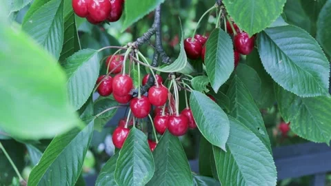 Sweet cherry red berries on a tree branch Stock Footage 133172589