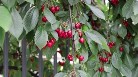 Sweet cherry red berries on a tree branch Stock Footage 133172606