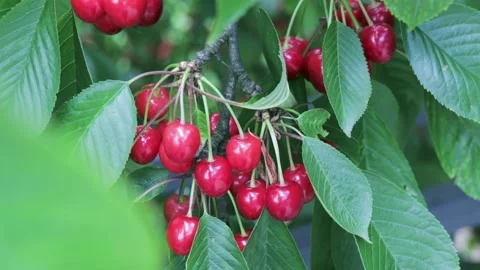 Sweet cherry red berries on a tree branch Stock Footage 133172624