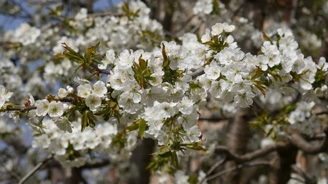 Sweet cherry tree blossom. Bee pollination flowers. Stock Footage 107192675