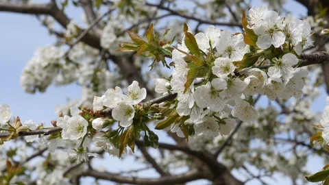 Sweet Cherry Tree Blossom Stock Footage 107192431