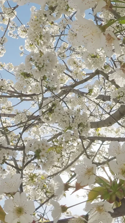 Sweet Cherry tree blossoms, POV video flight down between white flower Vídeo Stock 337446523