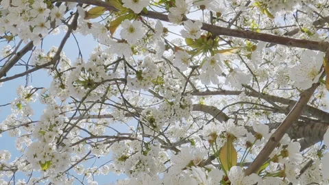 Sweet Cherry tree blossoms, POV video flight down between white flower Stock Footage 340073493