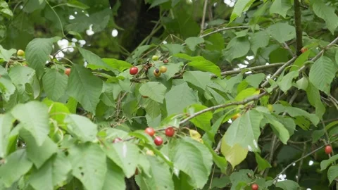 Sweet Cherry Tree Branches Swaying in Wind - 4K Wildlife Slow Motion Shot Stockbeeldmateriaal 336271907