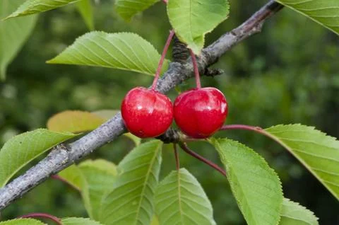 Sweet cherry on a tree Stock Photos
