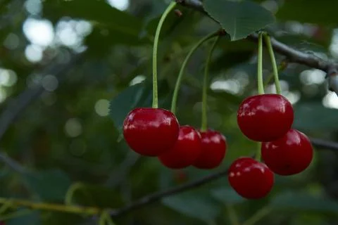Sweet cherry on a tree Stock Photos