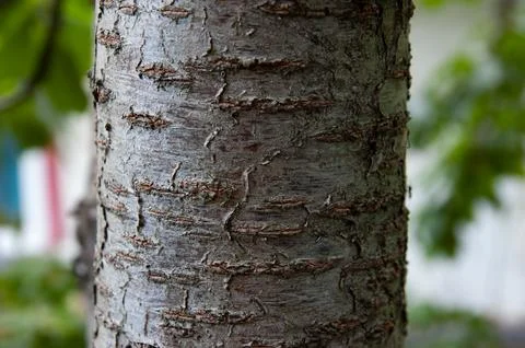 Sweet cherry tree trunk with textured bark against a softly blurred white a.. Stock Photos