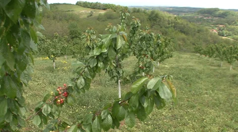 Sweet cherry trees newly planted Stock Footage 39669550